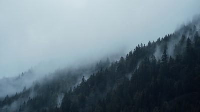 雾覆盖的树木
